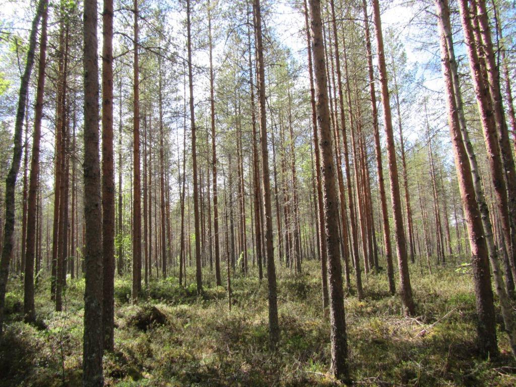 Tuulivoimala 2 Voimalapaikka 2 sijaitsee varputurvekankaalla (Vatkg), jolla kasvaa varttuneita mäntyjä.