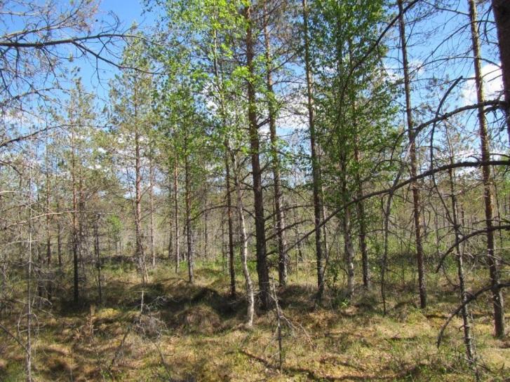 Voimalapaikan ympäristösssä on myös sekapuustoista (mänty, koivu, kuusi) puolukkaturvekangasta (Ptkg). Kuva 2-2. Voimalapaikka 2 vartputurvekankaalla.