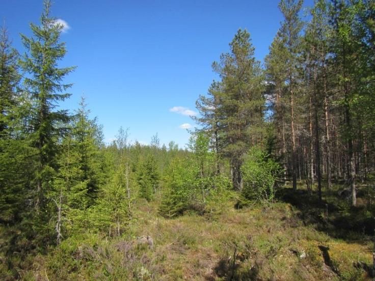 hilla, vaivaiskoivu ja suokukka. Puusto on nuorta mäntyä, koivua kasvaa sekapuuna. Voimalan ympäristö on samanlaista rämemuuttumaa.