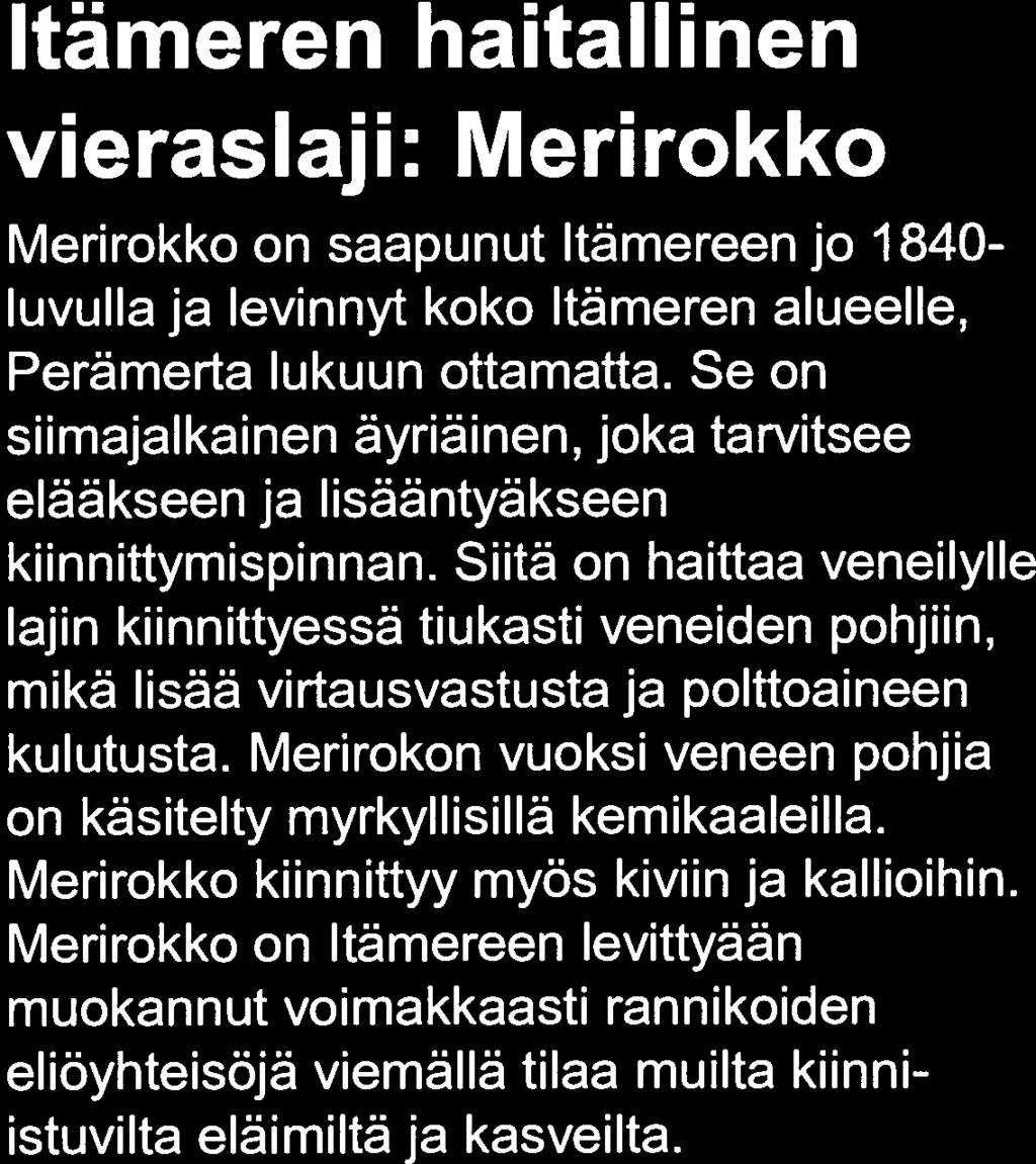 Itämeren haitallinen vieraslaji: Merirokko Merirokko on saapunut Itämereen jo 1840- luvulla ja levinnyt koko Itämeren alueelle, Perämerta lukuun ottamatta.