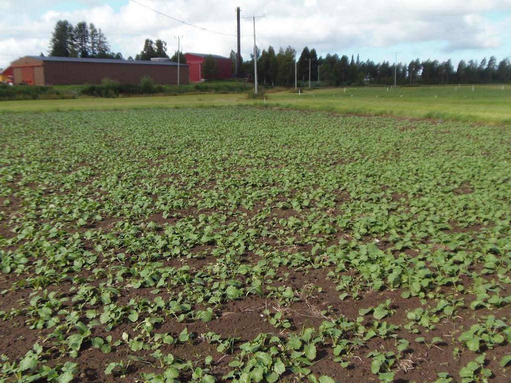 14.8.2013 taimissa oli muutama kasvulehti ja noin viikkoa tätä aiemmin suoritettiin rikkatorjunta.