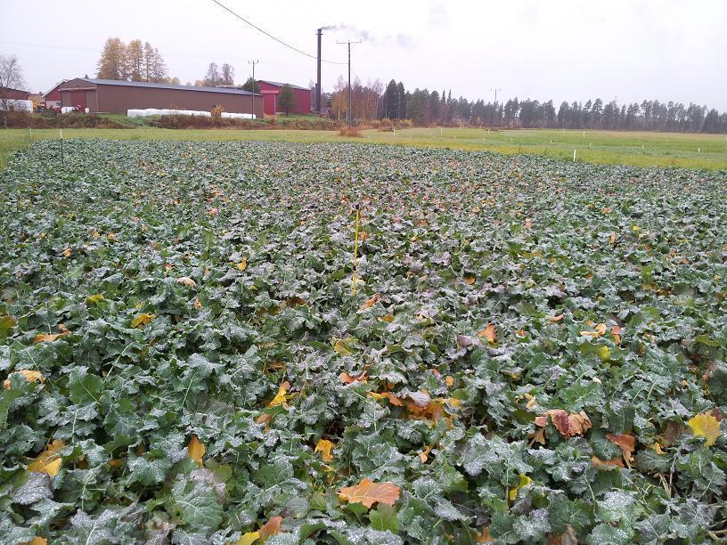 9.10.2013, kasvusto oli alkanut selvästi jo kellastumaan ja edellisen kuvan ottamisen jälkeen oli jo useita pakkasöitäkin.