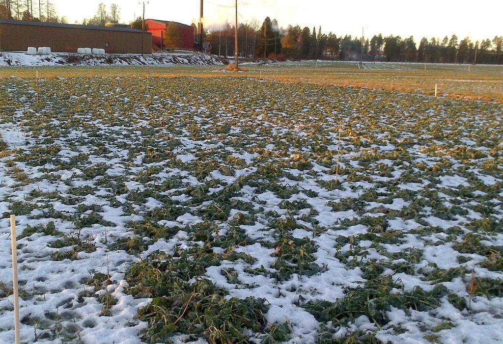 17.12.2013, joulukuun puolivälin ylityttyä oli lämpötila vaihdellut n. -20 +5 C välillä.