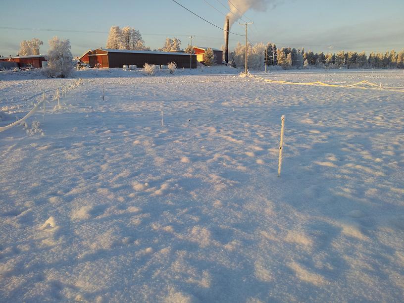 22.1.2014, tammikuulla pakkaset ovat olleet kovia (kylmimmillään lähes -30 C), mutta myös lumipeite ehti sataa ennen niiden alkua.