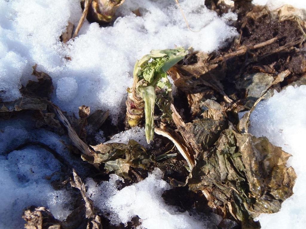 22.3.2014, lähikuva taimesta, jossa lehdet ovat selvästi mädäntyneet, mutta varsi