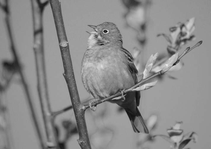 Approximate central points of Meadow Pipit Anthus pratensis territories in the Rekijoki study area in 20