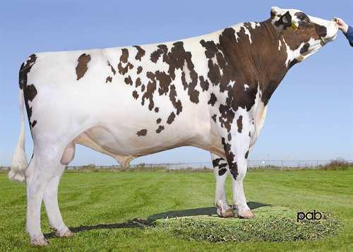 DES FLEURS PERFECT 0200AY00691 POKER x B JURIST GLPI +2311 VG-88-4YR-CAN TF Rek #: AYCANM105252735 aaa: 531462 DMS: 345,456 Kappakaseiini: AB