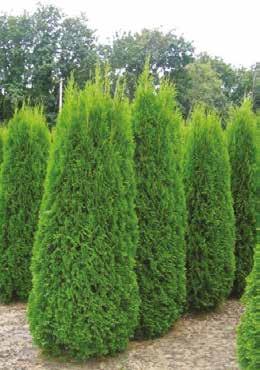 3 kpl 3 kpl Havumix P13 9 (3,/kpl) Havumix P17 15 (6,/kpl) Juniperus communis Green Carpet, Kääpiökataja Juniperus squamata Blue
