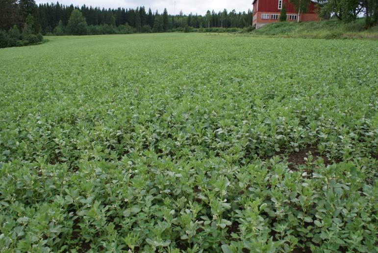 Härkäpapu Kuva: Kaija Hinkkanen Sadonkorjuu Puinti aloitetaan kun alimmat palot alkaa karisemaan Puintivälys suureksi Kelanopeus