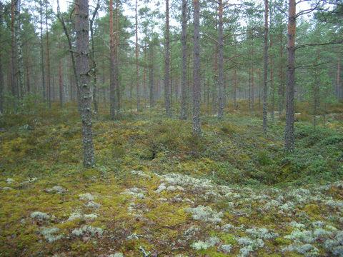 19 Muinaisjäännös Brännmalmin hiilimiilu Rauh.