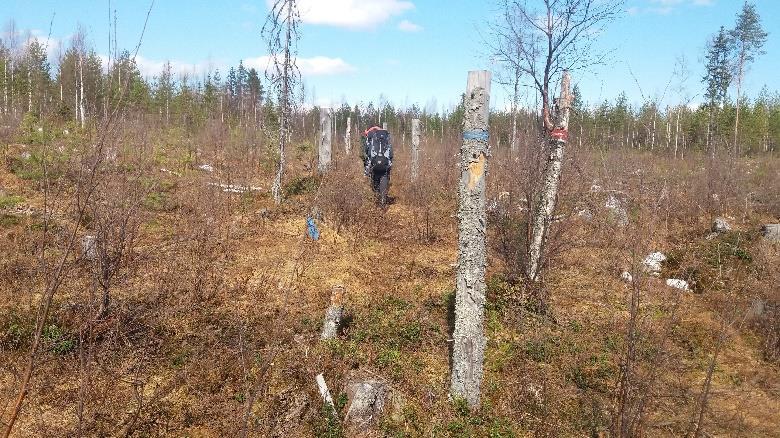 2. Seuraavalla metsäautotiellä on lyhyt