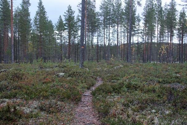 Kíveltä johtaa hento polku eteenpäin, se yhtyy