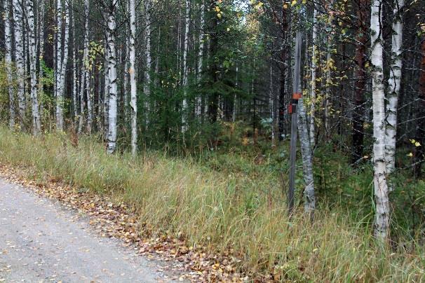 Nämä ovat varjoisassa, kosteassa notkelmassa jääneet täysin