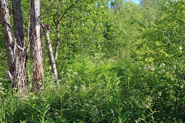 miehenkorkuista horsmaa kasvavaan pöheikköön.