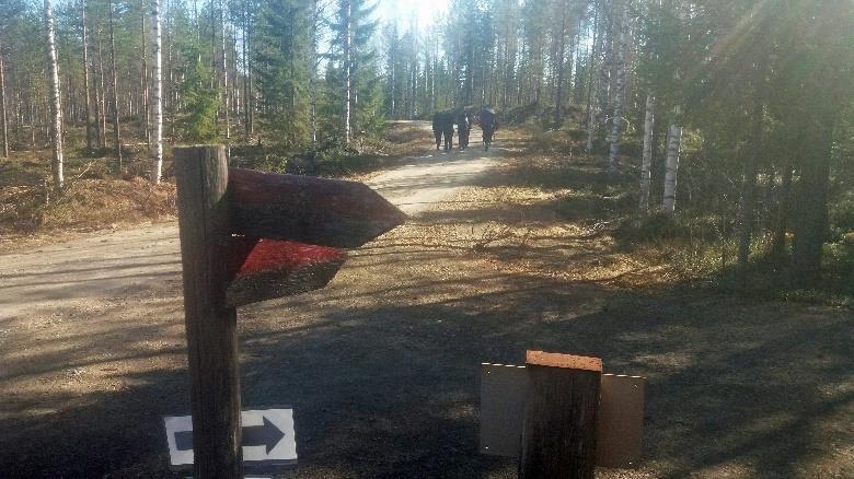 Seuraavan hakkuuaukean kesällä heinittyessä polku saattaa erottua
