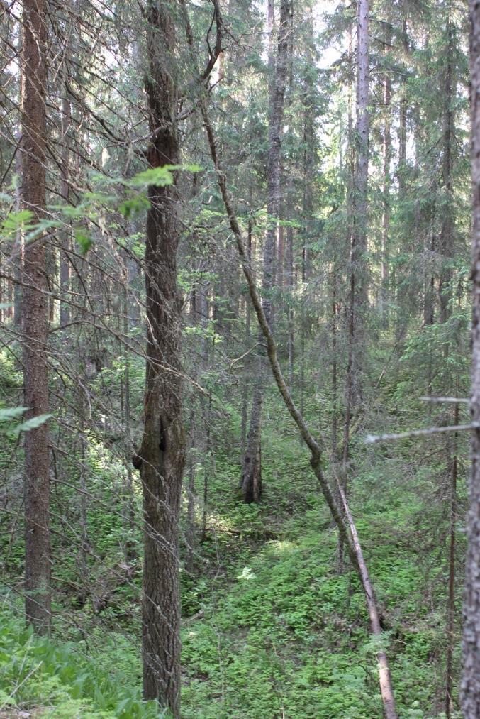 Alueen yleisimpiä pesimälajeja ovat peippo ja hippiäinen. Jänisjoen jokialueella havaittiin kalalokkeja saalistelemassa.