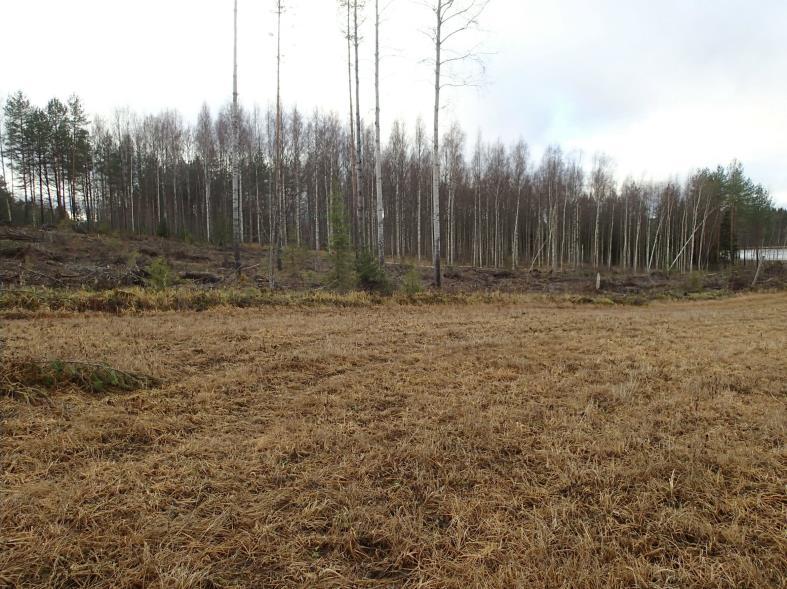 8 Asuinpaikka taustalla, pellon reunamilla olevien puiden takana, etelään. Löytöpaikka KEURUU HINKANNIEMI Mjtunnus: 1000009128 Rauh.