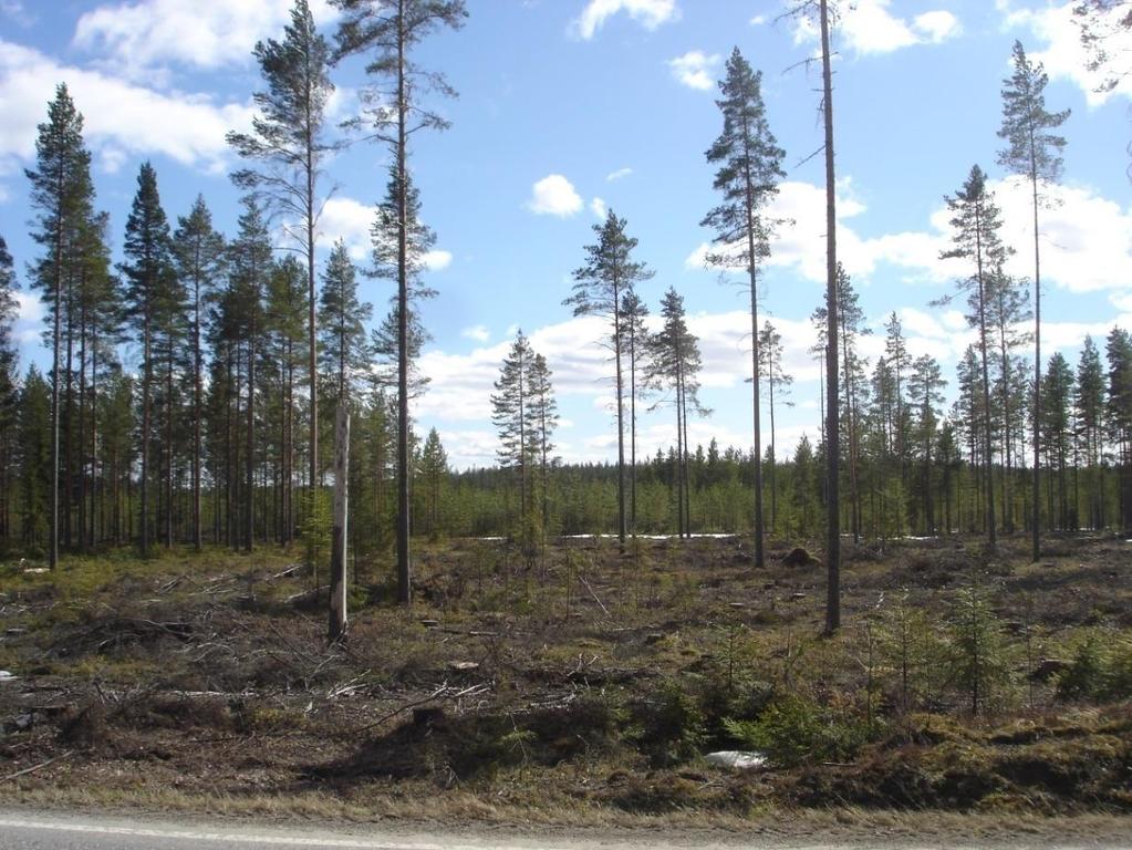 Luontainen uudistaminen -Parhaat tulokset männyn uudistamisessa -Kivennäismailla, kuivahkoilla kankailla tai karummilla