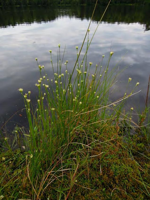 Tarkasteltavan alueen laajeneminen Helsingin floristiseen aineistoon ovat tulleet vuoden 2002 jälkeen merkittävimpinä lisinä Santahaminan ja sen lähisaarten rajoitusalueiden sekä Östersundomin
