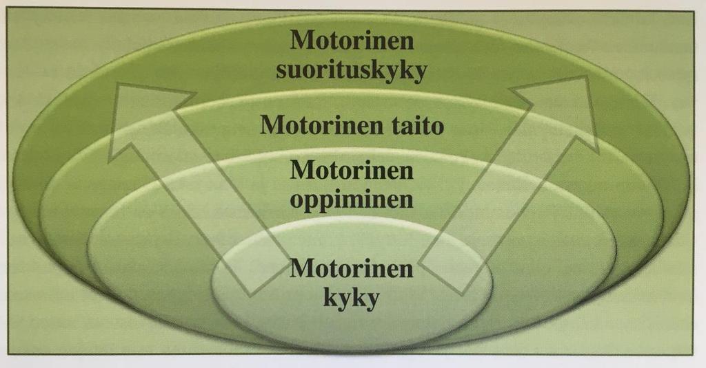 siitä edelleen suorituskyvyksi (kuva 6). (Kauranen 2011, 8, 13-14.) KUVA 5. Ihmisen motorisen suorituskyvyn muodostuminen (Kauranen 2011, 8) KUVA 6.