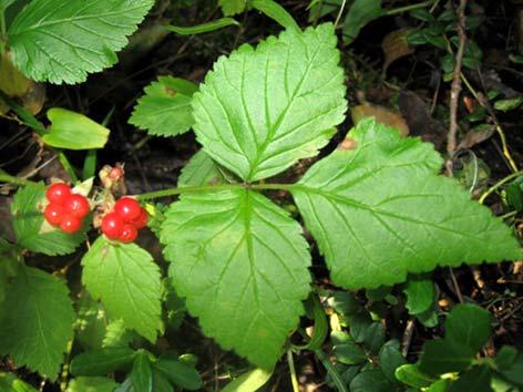 Lillukka Rubus saxatilis Tuntomerkit: Korkeus 10 30 cm. Pitkärönsyinen, karhea ja harvakseltaan hienopiikkinen. Lehdet 3 sormiset, sahalaitaiset, vaaleanvihreät ja ruoti hentopiikkinen.