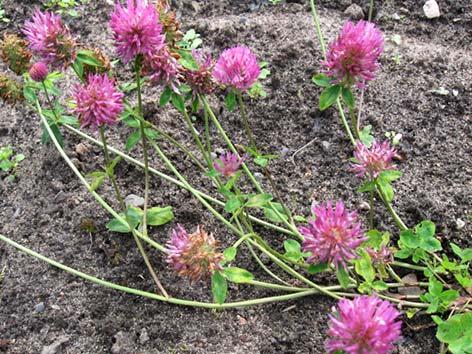 Puna-apila Trifolium pratense Tuntomerkit: Korkeus 15 30 cm. Monivuotinen ruoho. Lehdet 3 sormiset, lehdykät soikeat ja niiden keskellä on vaalea kuvio.