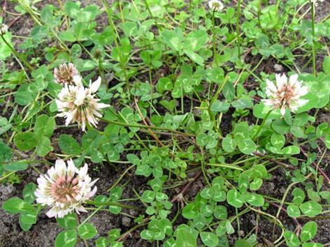 Valkoapila Trifolium repens Tuntomerkit: Korkeus10 20 cm. Monivuotinen ruoho. Lehdet 3 sormiset ja kukintovarsi lehdetön vana. Kukinto pallomainen ja valkoinen.