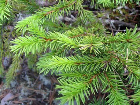 Kuusi (euroopankuusi, metsäkuusi, suomenkuusi) Picea abies Tuntomerkit: Korkeus 20 30 m. Ainavihanta puu. Neulaset yksittäin, särmikkäitä ja teräväkärkisiä.