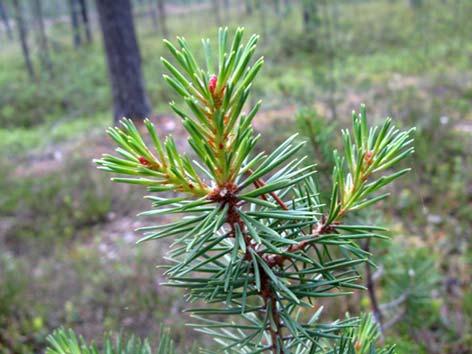 Mänty (honka, petäjä) Pinus sylvestris Tuntomerkit: Korkeus 15 30 m. Leveälatvuksinen ja ainavihanta puu. Neulaset pareittain, kierteiset, 2 5 cm pitkiä ja jäykkiä. Levinneisyys: Yleinen koko maassa.