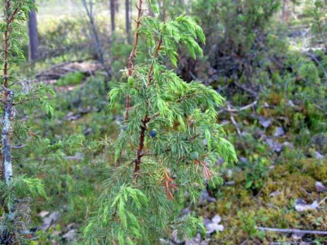 Kataja Juniperus communis Tuntomerkit: Korkeus 0,5 6 m. Pensas ja harvoin puumainen. Neulaset sinivihreät, teräväkärkiset ja yleensä 3 samassa kiehkurassa.