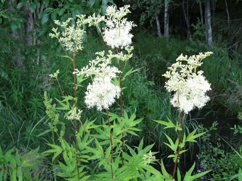 Mesiangervo Filipendula ulmaria Tuntomerkit: 60 120 cm korkea ruoho.