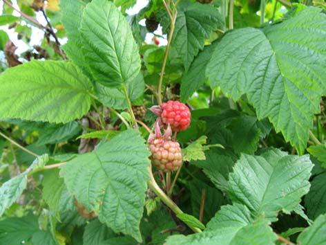 Vadelma (vattu) Rubus idaeus Tuntomerkit: Korkeus 60 150 cm. Versot kaksivuotisia, piikkisiä, puutuvia ja toisena vuonna kukkivia.