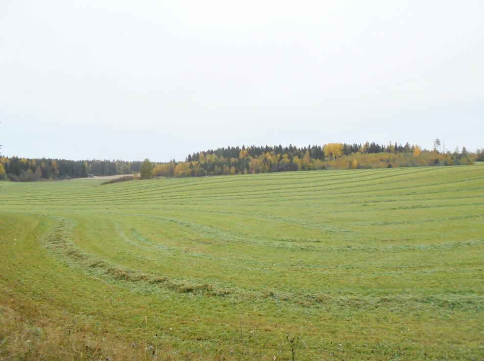 12 Kulttuuria Kylän parhailta pelloilta kaadettiin viikolla 36 kolmas rehusato.