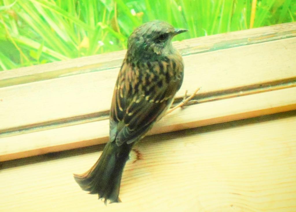 16 Kullervo Örmynkäinen lähetti oheisen kuvan hänelle tuntemattomasta linnusta, joka tykästyi istumaan mökkinsä terassin ikkunanlaudalla.