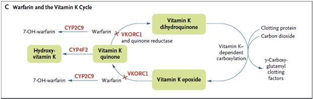 Varfariini ja farmakogenetiikka: CYP 2C9 and VKOR Trastutsumabi Täsmälääke estää rajun