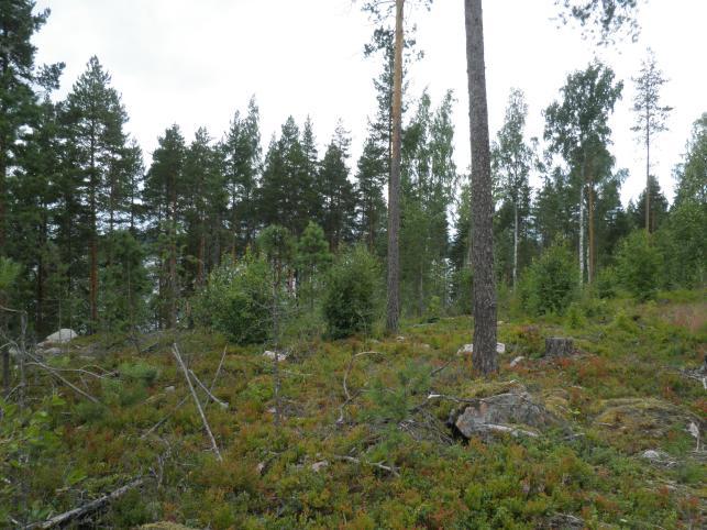 Rinteen päällysosaan on rakennettu tieura, joilta osin tontti on avohakattu siemenpuuasentoon.