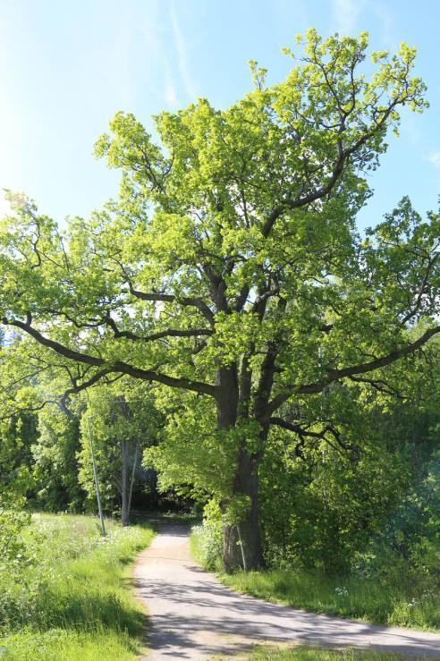 Tavoitteellinen