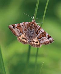 Tämä on vielä harvinainen näky Suomessa: etelänhopeatäplä (Argynnis laodice) munimassa Porvoon laskentalinjalla. PETER VON BAGH KUVA 6.