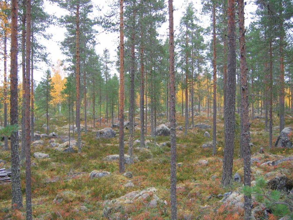 Mahamäenkankaan pohjoispuolella.