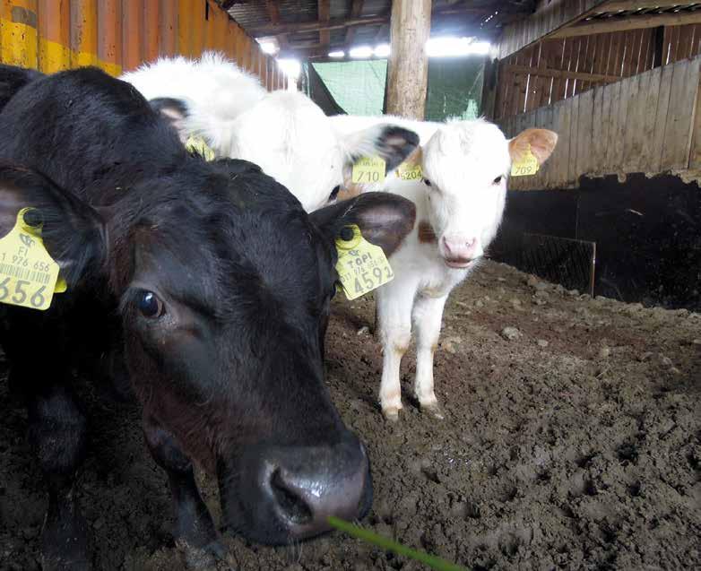 Talouskasvusta työllisyyttä koko maahan Ympäristö kestää lapsenlapsille Biokaasun tuotannon ja käytön lisääminen on sekä taloudellisesti järkevää että ympäristöystävällistä.