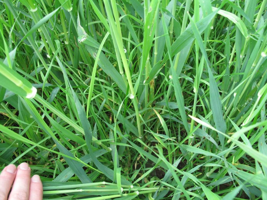 Nuutti timotei, Inkeri nurminata nurmiseos
