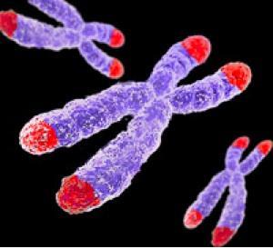 3 Kuva 1. Kuvassa kromosomeja, joissa telomeerit on kuvattu punaisella värillä. [6.