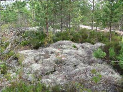 Maasto on kumpareista ja kalliopaljastumat ovat yleisiä. Kalliopintoja peittävät jäkäläkasvustot.