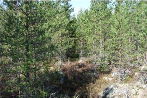 8 Kuva 2-9. Vasemmalla voimalan 6 rakentamisalue kuvattuna huoltotien suuntaan (pohjoiseen) ja oikealla näkymä rakentamisalueesta länteen.