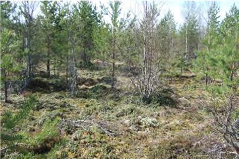 puikko, pikari- ja poronjäkälät) kirjomaa kalliopintaa.