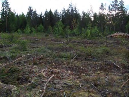puolukkaa ja mustikkaa, pohjakerrosta peittää seinäsammal. Pinnalla näkyy runsaasti irtokiviä ja kallio on arvatenkin melko pinnassa. 2.
