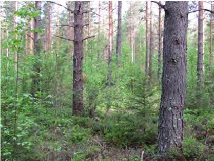 5 Tuulivoimala 1 Tuulivoimala sijoittuu Uttermossantien (Pt 17017) läheisyyteen.