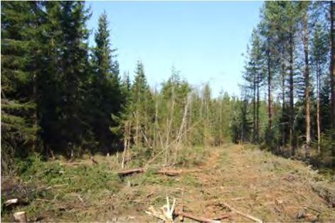 Kenttäkerroksessa vallitsevat puolukka, kanerva ja mustikka, vähälukuisampana esiintyvät mm. variksenmarja, hanhenpaju ja kataja.