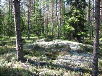 Tuulivoimalalle johtava huoltotieyhteys kulkee Sandvikintieltä läpi harvennetun mäntyvaltaisen kuivahkon kankaan. Kuva 2-5. Näkymiä tuulivoimalan 3 rakentamisalueelta.