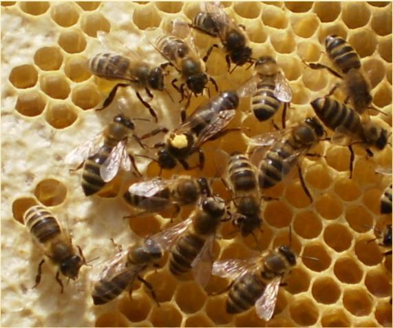 Mehiläistarhauksen aloitus Pesien hankinta ja
